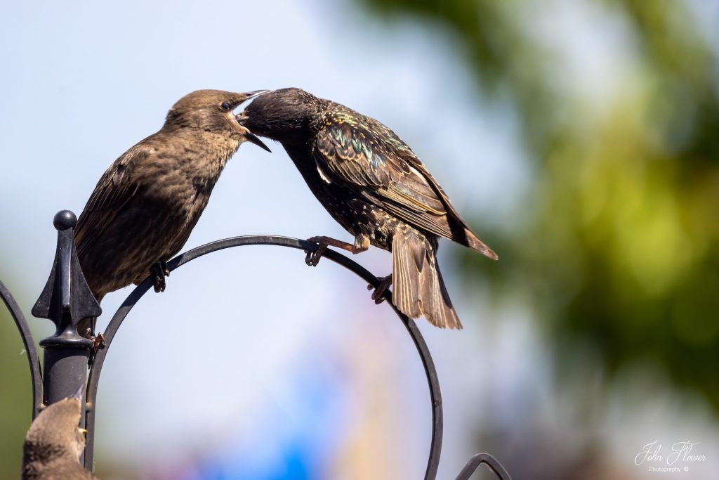 Starling feeding young